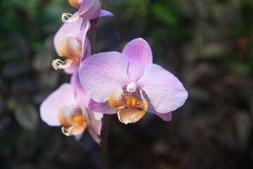 LIlac pink orchid, Phalaenopsis,  moth orchids