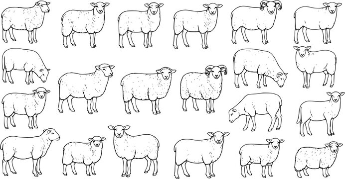 Black and White Hand-Drawn Sheep and Lamb Collection. Detailed line art illustrations of various farm animals in different poses, vintage sketch style for design projects.