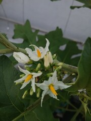 White Pea Eggplant Flowers and Leaves