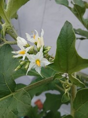 White Pea Eggplant Flowers and Leaves