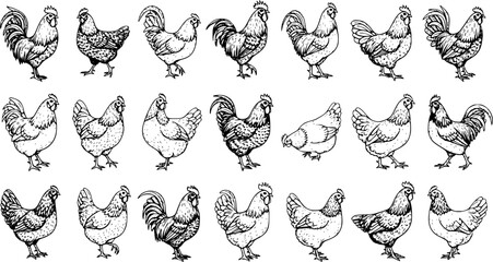 Hand-drawn black and white line art illustrations of various chickens, roosters, and hens in different poses, a comprehensive collection of farm poultry sketches. © pixsource