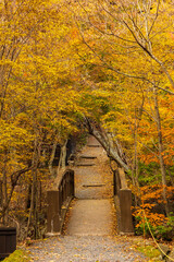 日本の風景・秋　栃木県奥日光　紅葉の英国大使館別荘記念公園
