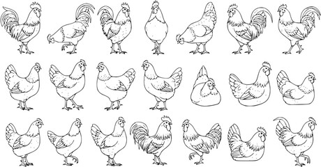 Detailed black and white outline illustrations of various chickens and roosters. A diverse collection of farm fowl, including hens and roosters in different poses, isolated on white. © pixsource