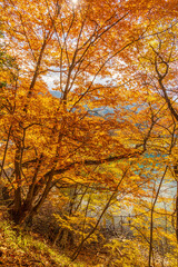 Fototapeta premium 日本の風景・秋 栃木県奥日光 紅葉の英国大使館別荘記念公園 