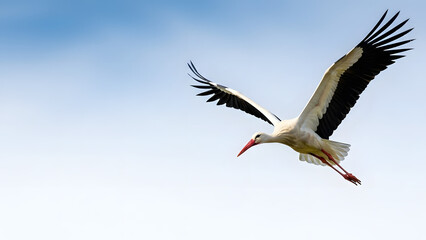 Obraz premium Stork in flight against a clear sky, concept of bird migrations 