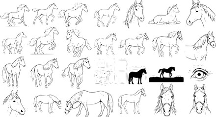 Extensive collection of hand-drawn horse line art sketches featuring various breeds, poses, and perspectives including full body, heads, and silhouettes, in black and white. © pixsource