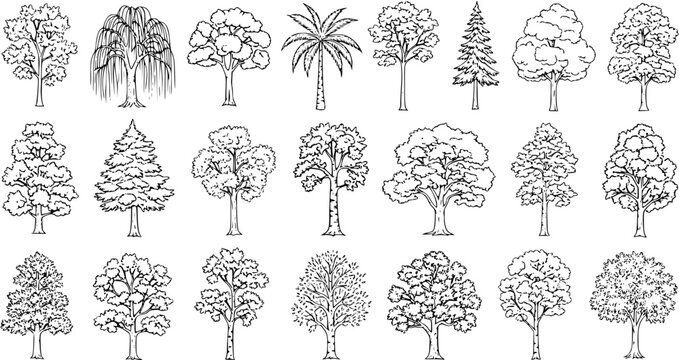 Variety of Tree Illustrations: Detailed Outline Sketches for Nature and Landscaping Design