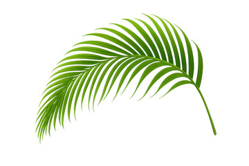 Obraz premium Green palm frond icon, tropical foliage element. Vector simulating tropical plant leaf, summer vacation concept