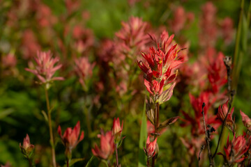 Orange Paintbrush Wildflowers in Glacier National Park