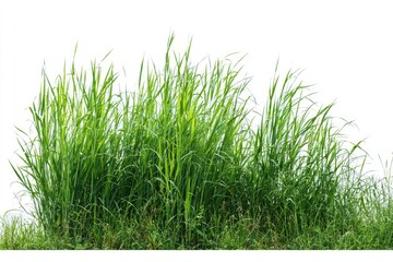 Obraz premium Tall green grass clump isolated on white background, natural and vibrant