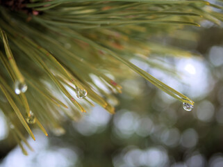 雨の降る2月に松の葉に着いた水滴