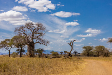 Baobab tree with massive trunk and wide spreading branches standing in an open landscape. Iconic African plant showing unique growth form, drought resistance, savanna environment, biodiversity, natura