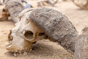 Naklejka premium Wild animal bones and skulls scattered on the ground in a dry natural environment. Remains in open landscape showing wildlife cycle, natural decay, arid conditions, ecology, survival concept