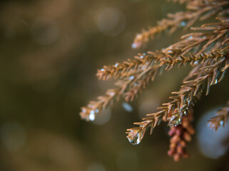雪の降る2月にスギの葉の先に着いた水滴