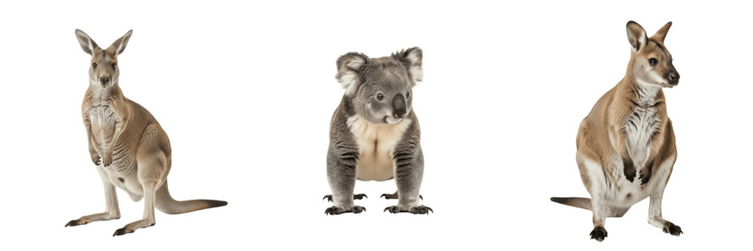 Marsupials (Infraclass Marsupialia, Class Mammalia) pouched mammals including Macropus kangaroos, Phascolarctos cinereus koalas and Wallabia wallabies with anatomical and evolutionary traits