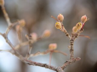 2月に膨らんできたサンシュユの可愛らしい蕾