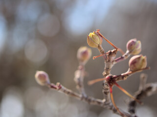 2月に膨らんできたサンシュユの可愛らしい蕾