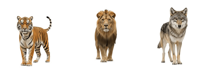 Carnivores (Meat-eating mammals) including Panthera leo lions, Panthera tigris tigers and Canis lupus wolves with anatomical, physiological, digestive and evolutionary traits