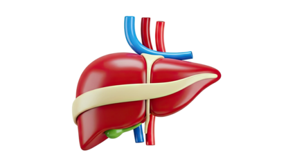 Stylized 3D Human Liver with Blood Vessels and Gallbladder