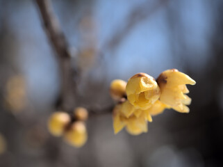 寒い2月に咲いた可憐なソシンロウバイの花