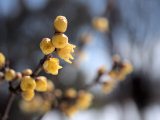 寒い2月に咲いた可憐なソシンロウバイの花