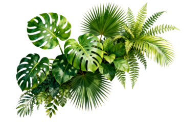 Tropical Plant Collection with Monstera and Ferns