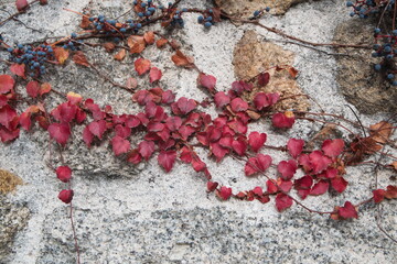 Red foliage of Cissus Quinquefolia, Parthenocissus quinquefolia, on stone background
