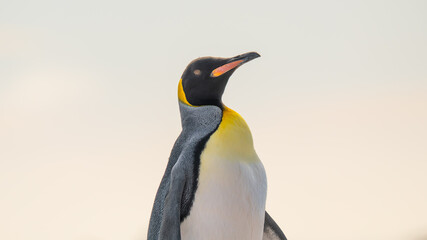 Obraz premium Close Up King Penguin on Beach All White Background Sky Falkland Islands Near Antarctica. Wildlife Penguin Colony. Cute Adorable Animal