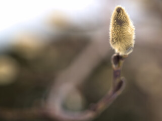 寒い2月に芽吹いたコブシの花芽