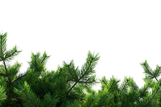 Green Pine Tree Branches on White Background