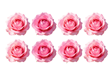 Eight Pink Roses Arranged in Two Rows