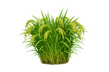 Rice plant growing with mature ears of grain in an agricultural field, transparent background for easy use