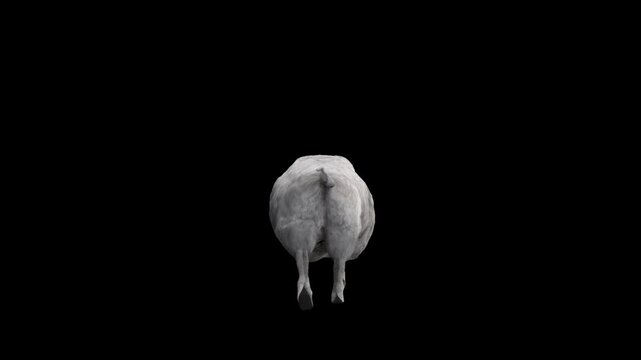 3D Realistic Lacaune sheep or lamb Walk Loop back View on black Screen, 4K Ram Walking isolated on alpha channel premultiplied with black and white matte, perfect for digital composition, 3d mapping