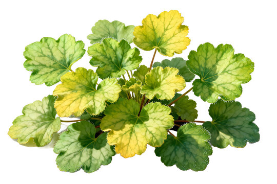 Heuchera plant with variegated green and yellow leaves