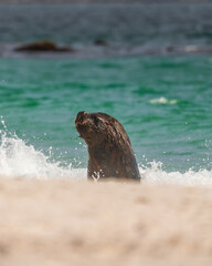 Fototapeta premium Seal Close Up Wet Fur Stunning Sunlit in Yorke Bay Falkland Islands. An Elephant Seal Splashing His Face Through the Green Colorful Water on Beach