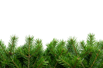 Green Pine Tree Branches on White Background