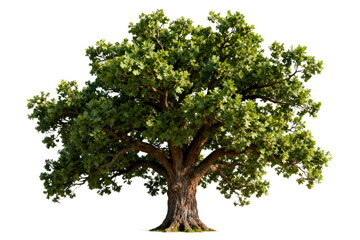 Obraz premium Large Mature Oak Tree with Green Foliage