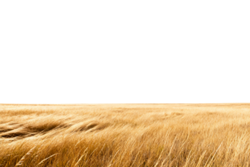 Golden Wheat Field with Wind Blowing