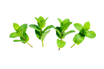 Fresh green mint leaves isolated on white background