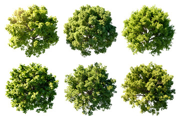 Naklejka premium Six Different Green Trees with Varying Canopies