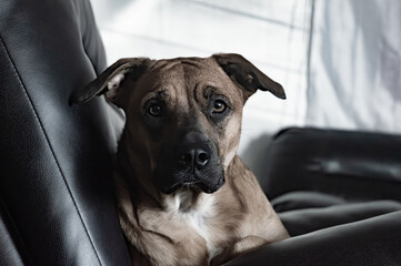 Thoughtful Brown Dog Resting on Leather Couch