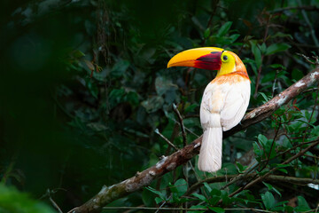 White toucan in the forest © Feralis