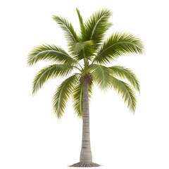 Obraz premium Isolated tropical palm tree with green leaves on a white background representing nature summer travel and vacation