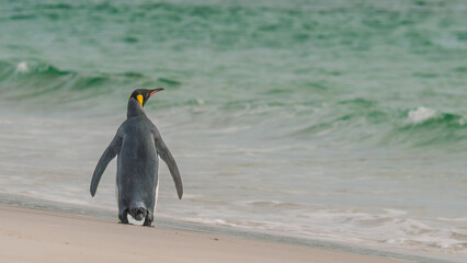 King Penguin Walks on the Beach in Yorke Bay Falkland Islands Near Antarctica. Looks Out Across Ocean Documentary Cute Wildlife Penguin Colony © And They Travel