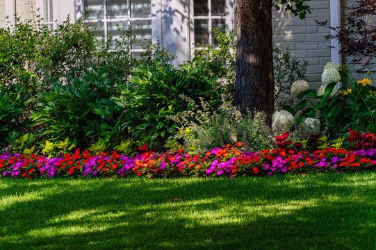 Impatiens flowers bring beauty and color to a well maintained shady house garden.