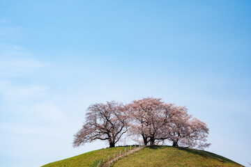 さきたま古墳公園の桜