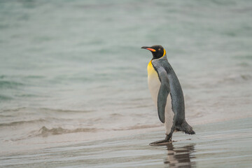 Fototapeta premium King Penguin Standing Beach Medium in Yorke Bay Falkland Islands Near Antarctica. Looks Out Across Ocean Documentary Cute Wildlife Penguin Colony