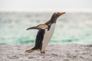 Full Body Gentoo Penguin Stretching Close Up on Beach Shore in Yorke Bay Falkland Islands Near...