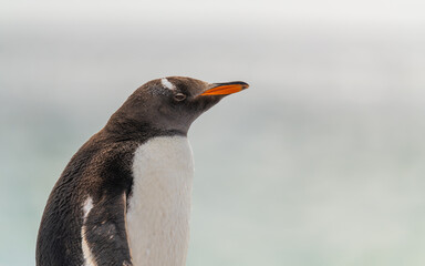 Fototapeta premium Standing Gentoo Penguin Eyes Closed Close Up on Beach Shore in Yorke Bay Falkland Islands Near Antarctica. Powerful Stunning Detail Penguin Colony