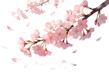 Cherry Blossom Branch with Pink Flowers in Bloom